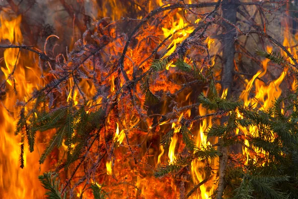 Otwartego ognia na gałęzi drzewa jodły — Zdjęcie stockowe