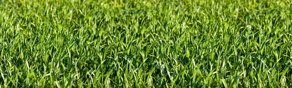 Gräs Panorma som bakgrund — Stockfoto