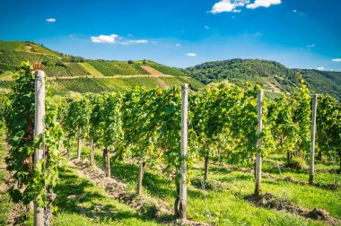 Almanya 'da Traben Trabach' taki Moselle 'deki üzüm bağı