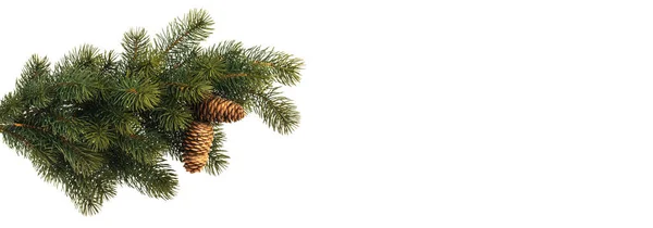 Branche Sapin Avec Cônes Pin Isolés Sur Fond Blanc — Photo