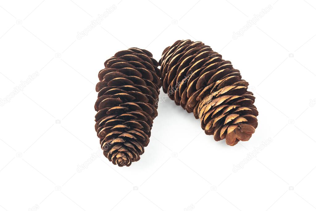 Pinecones isolated on white background