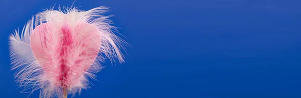 Dekoratives Rosa Herz Mit Federn Auf Blauem Hintergrund — Stockfoto