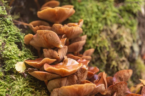 Champignons Kuehneromyces Dans Forêt Sous Arbre — Photo