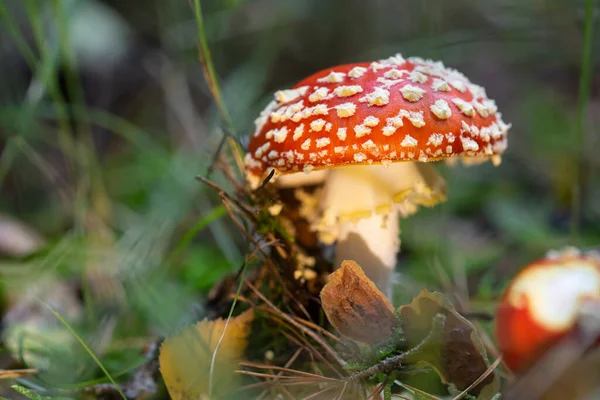 Tabouret Crapaud Gros Plan Champignon Toxique Dans Forêt — Photo