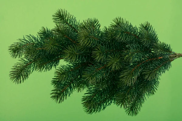 Concept Fir Branch Green Background — Stock Photo, Image