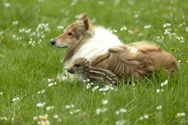 Wild Boar Playing Collie Meadow Springtime — Stock Photo, Image