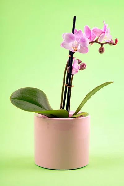 Pink Orchid Flower Pot Green Background — Stock Photo, Image