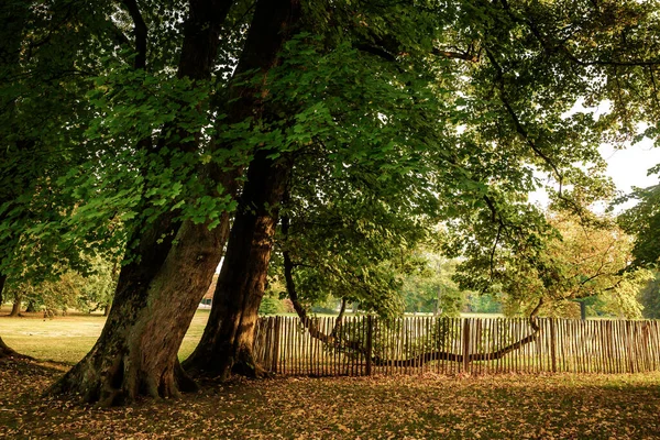 Arbres Avec Clôture Bois Dans Parc Public — Photo