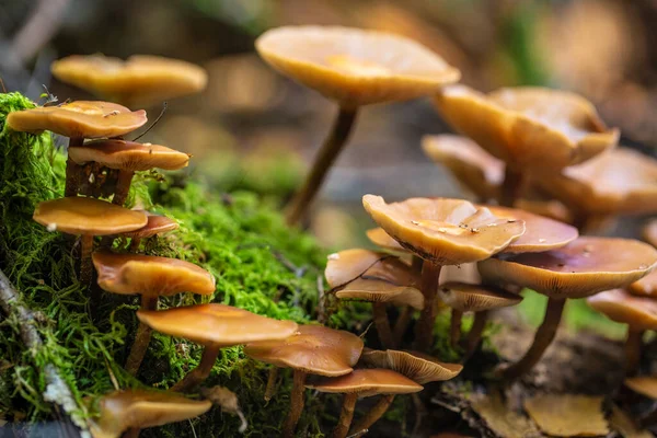 Champignons Kuehneromyces Dans Forêt Sous Arbre — Photo