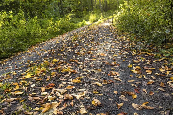 Hojas Coloridas Caídas Camino Otoño — Foto de Stock