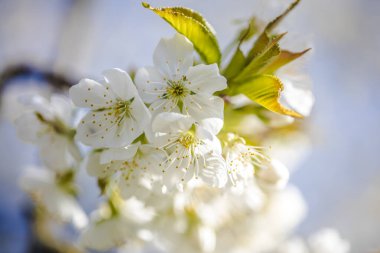 Güzel beyaz kiraz çiçekleri dalda