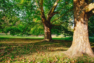 Almanya 'daki halk parkında güzel meşe ağaçları