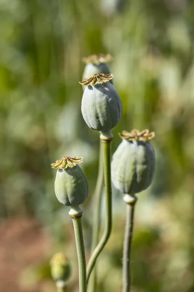 Macro Foto Van Natuur Roze Knop Bloem Papaver Achtergrond Bloeiende — Stockfoto