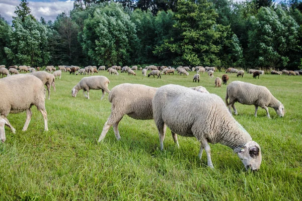 Las Ovejas Prado Sobre Hierba Verde Otoño —  Fotos de Stock