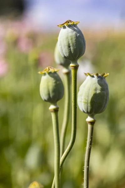 Macro Foto Van Natuur Roze Knop Bloem Papaver Achtergrond Bloeiende — Stockfoto