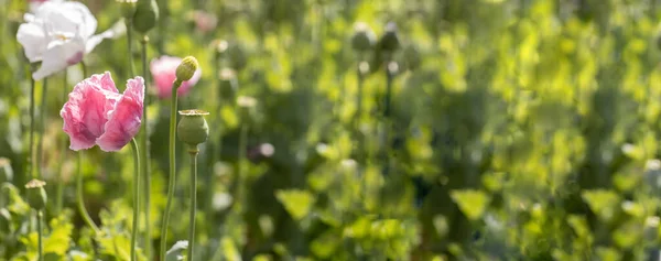 Panorama Beautiful Pink Poppies Blossom Summer Meadow — Stock Photo, Image