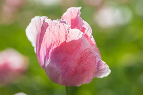 Beautiful Pink Poppy Head Blossom Summer Meadow — Stock Photo, Image