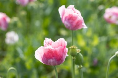 Çiçekli güzel pembe gelincikler bir yaz çayırında