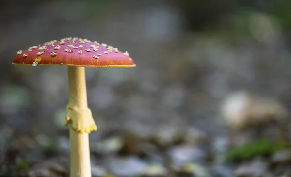 Tabouret Crapaud Gros Plan Champignon Toxique Dans Forêt — Photo