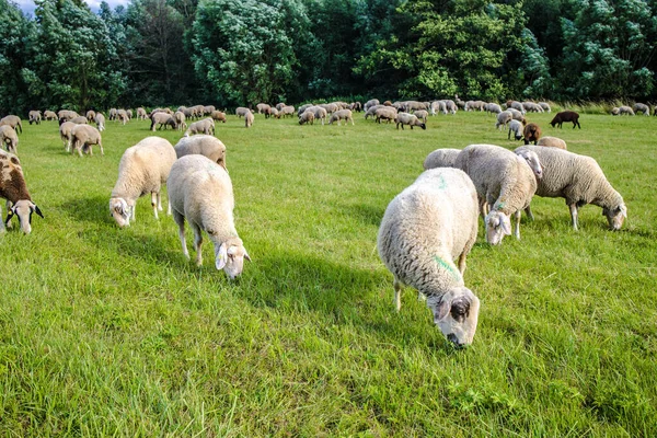 Sheeps Meadow Green Grass Autumn — Stock Photo, Image