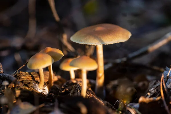 Champignons Kuehneromyces Déconcentrés Dans Forêt Sous Arbre — Photo