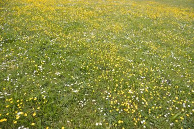 Arka planda düğün çiçekleri ve papatyalarla ilkbaharda yeşil çayır