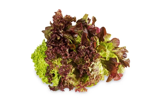 Lechuga colorida — Foto de Stock