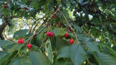 Yeşil yapraklarla çevrili bir dalda yetişen lezzetli olgun kırmızı kirazlar.