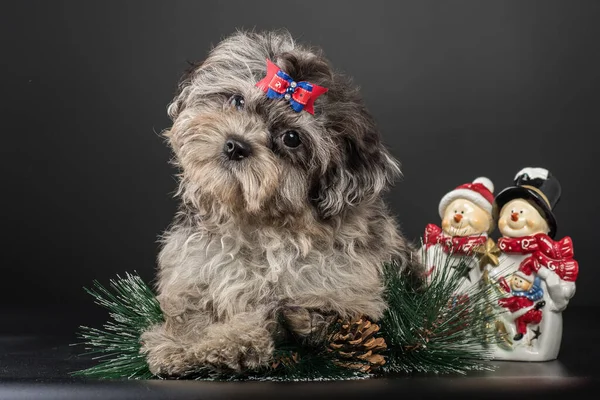 スタジオでカラフルなボールの子犬が新年を待っています — ストック写真