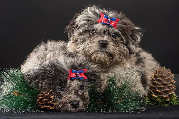 スタジオでカラフルなボールの子犬が新年を待っています — ストック写真