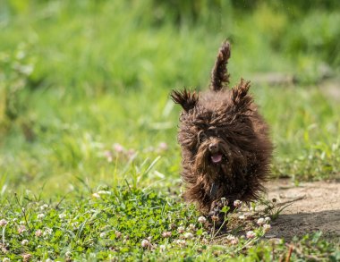 Rus renk kucak köpeği yürüyüşe