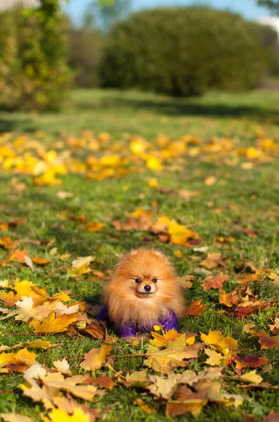 Pomeranian para un paseo —  Fotos de Stock