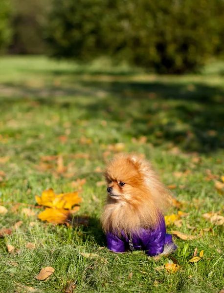 Pommerscher Spaziergang — Stockfoto