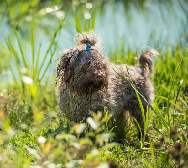 Dog waits for owner — Stock Photo, Image