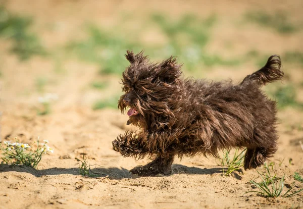 Russian color lap dog for a walk — Stock Photo, Image