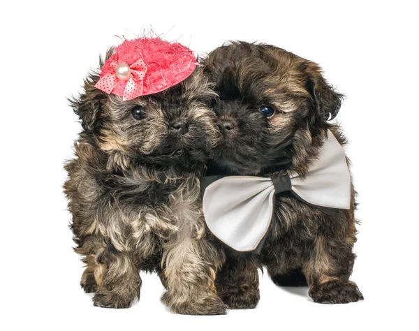 Two puppies in studio on a neutral background — Stock Photo, Image