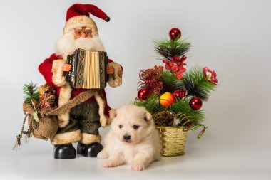  Köpek yavrusu yeni yıl studio karşılamaktadır.