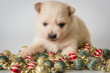  Köpek yavrusu yeni yıl studio karşılamaktadır.