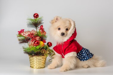 Köpek yavrusu yeni yıl studio karşılamaktadır.