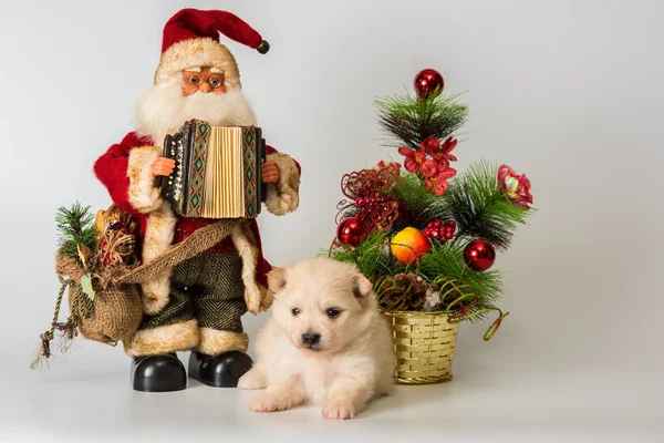 Puppy meets New Year in studio — Stock Photo, Image