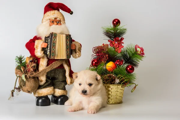 Welpe trifft Neujahr im Atelier — Stockfoto