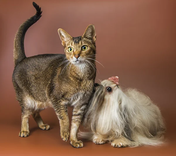 Cat and bolonka zwetna in studio — Stock Photo, Image