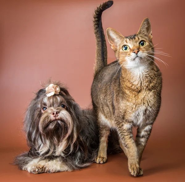 Gato e bolonka zwetna em estúdio — Fotografia de Stock