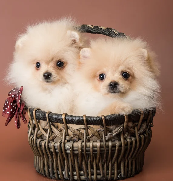 Шпіц-собаки в кошику — стокове фото