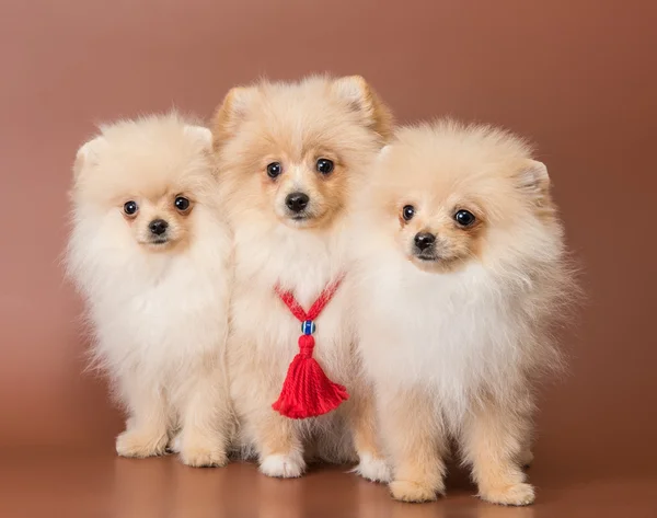 Tři štěňata plemene psa špic pomeranian ve studiu — Stock fotografie