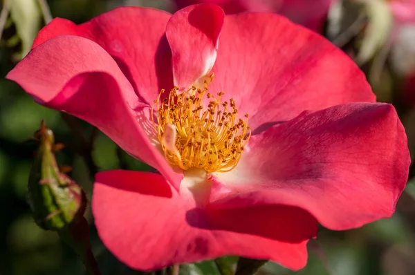 Rose in a botanical garden — Stock Photo, Image