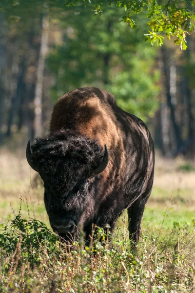 Bison... — Fotografia de Stock