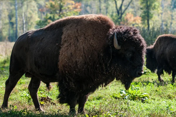 Bisons — Stockfoto