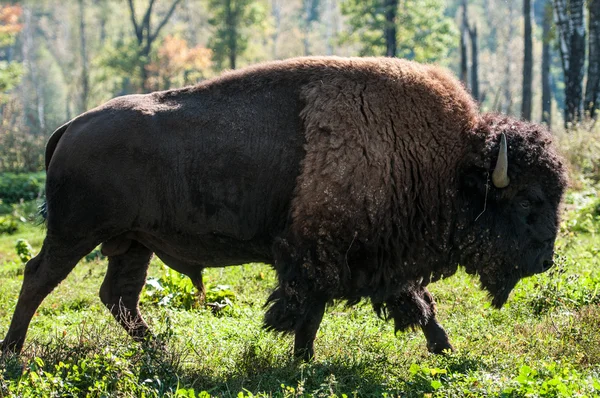 Bizon — Stok fotoğraf