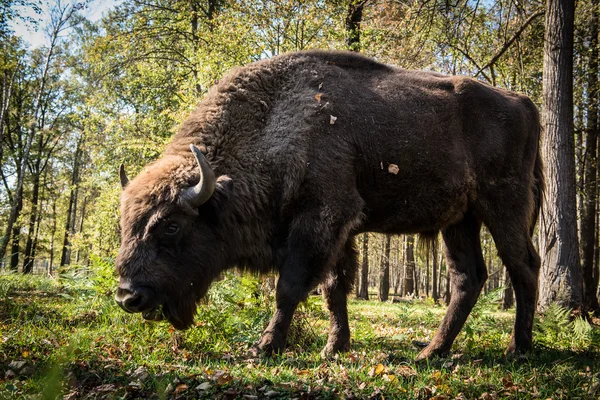 Aurochs — Stock fotografie